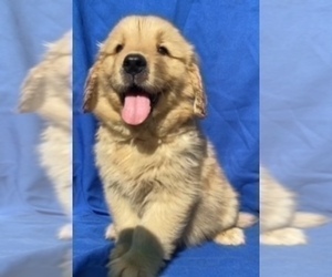 Golden Retriever Puppy for sale in SANTA ANA, CA, USA