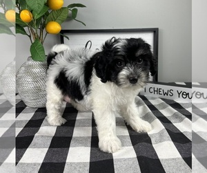 Maltipoo Puppy for sale in FRANKLIN, IN, USA
