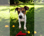 Small #17 Basenji-Rat Terrier Mix