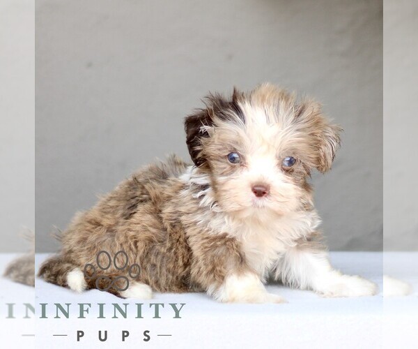Medium Photo #4 ShihPoo Puppy For Sale in GORDONVILLE, PA, USA