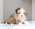 Small #3 ShihPoo