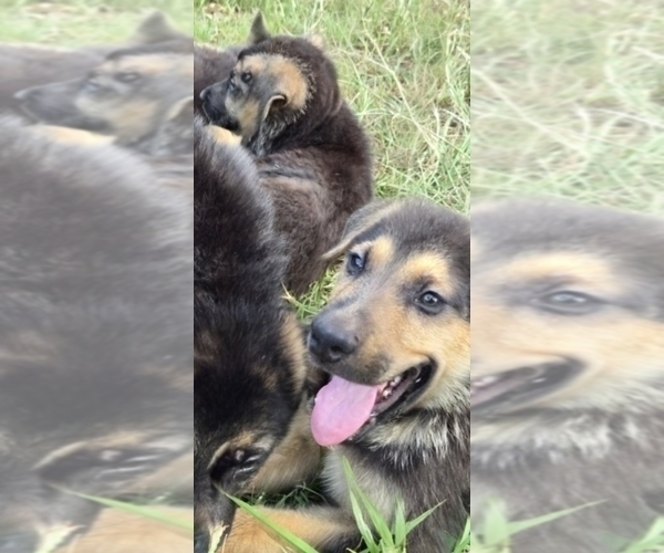 Medium Photo #5 German Shepherd Dog Puppy For Sale in INEZ, TX, USA