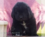 Small #2 Newfoundland