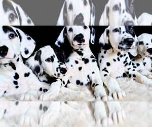 Dalmatian Puppy for sale in CHARLOTTE, NC, USA