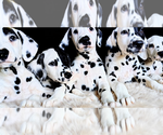 Small Dalmatian