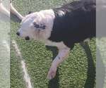Small #6 Border Collie