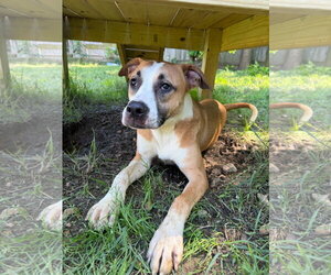 Boxador Dogs for adoption in Jackson, MS, USA
