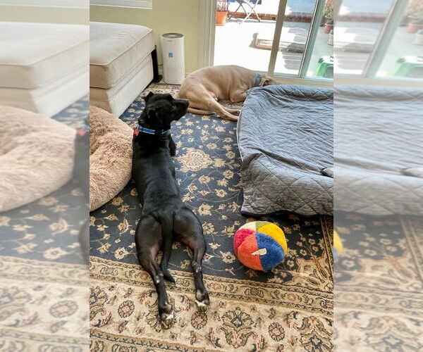 Medium Photo #32 Labrador Retriever-Unknown Mix Puppy For Sale in Lake Forest, CA, USA
