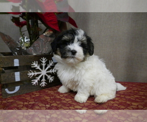 Havanese Puppy for sale in THREE RIVERS, MI, USA