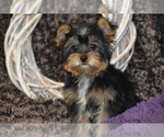 Small #2 Yorkshire Terrier