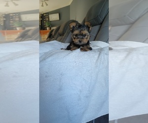 Medium Yorkshire Terrier