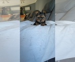 Puppy 2 Yorkshire Terrier