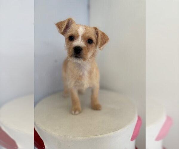 Medium Photo #3 Chihuahua-Unknown Mix Puppy For Sale in Studio City, CA, USA