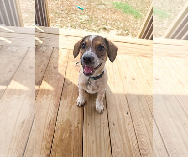 Medium Photo #2 Collie Puppy For Sale in Denton, TX, USA