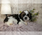 Small Photo #3 Shih Tzu Puppy For Sale in CLARE, MI, USA
