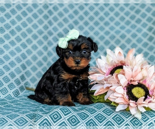 Medium Photo #3 YorkiePoo Puppy For Sale in OXFORD, PA, USA