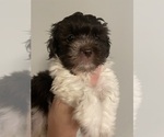 Small Photo #19 Havanese Puppy For Sale in ATHENS, GA, USA
