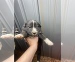 Small Photo #3 Australian Shepherd Puppy For Sale in SAINT MATTHEWS, SC, USA
