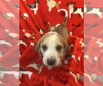 Small #16 American Foxhound