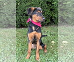 Small #2 Mutt
