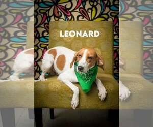 Treeing Walker Coonhound-Unknown Mix Dogs for adoption in North Myrtle Beach, SC, USA