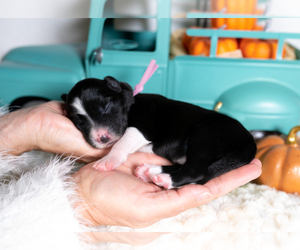 Border Collie Puppy for sale in CONWAY, MO, USA
