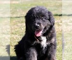 Small Photo #7 Golden Mountain Dog Puppy For Sale in CLAYTON, WA, USA