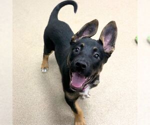 German Shepherd Dog-Unknown Mix Dogs for adoption in Aurora, CO, USA