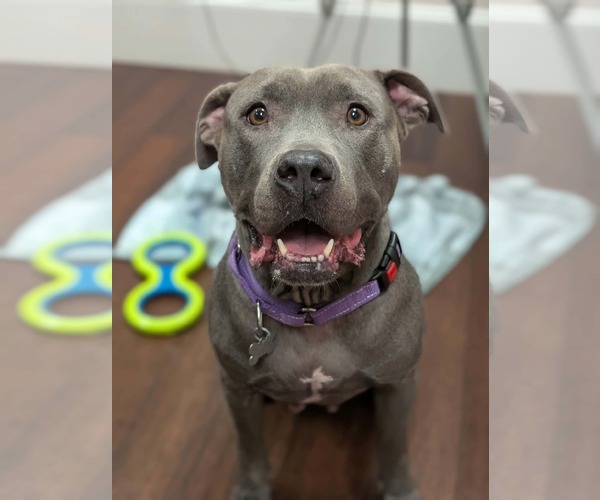 Medium Photo #1 American Pit Bull Terrier-Staffordshire Bull Terrier Mix Puppy For Sale in Holly Springs, NC, USA