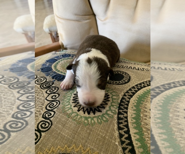 Medium Photo #5 Border Collie Puppy For Sale in GUSTINE, CA, USA