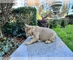 Small #129 French Bulldog