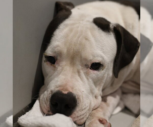 Medium Photo #1 American Staffordshire Terrier-Unknown Mix Puppy For Sale in San Antonio, TX, USA