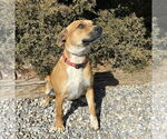 Small #2 American Staffordshire Terrier Mix