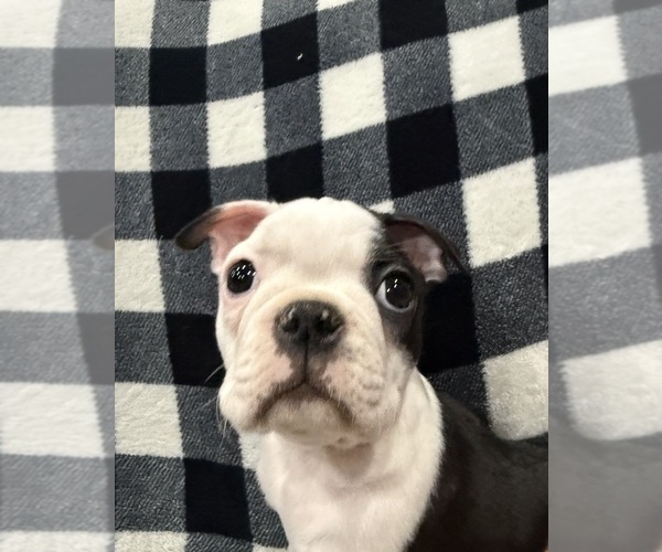 Medium Photo #4 Boston Terrier Puppy For Sale in LONGVIEW, WA, USA