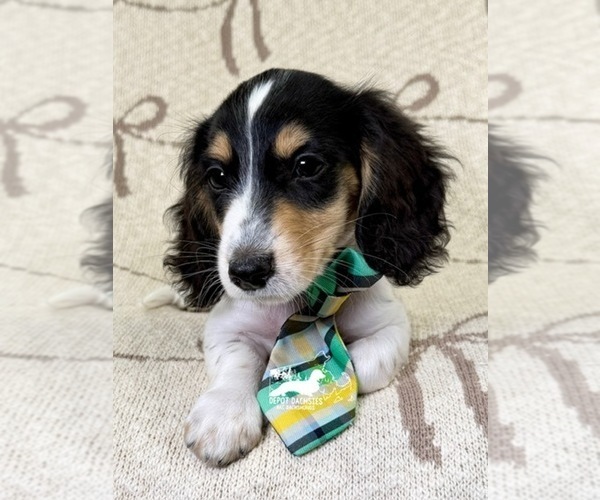 Medium Photo #10 Dachshund Puppy For Sale in SOUTH EASTON, MA, USA