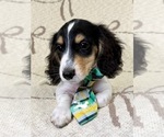 Small #9 Dachshund