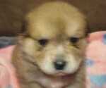 Small Photo #10 Great Pyrenees-Rottweiler Mix Puppy For Sale in SALEM, AR, USA