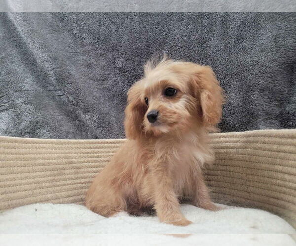 Medium Photo #3 Cavapoo Puppy For Sale in Lincolnwood, IL, USA