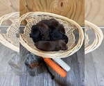 Small #3 Labrador Retriever