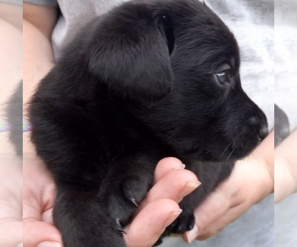 Medium Photo #4 Labrador Retriever Puppy For Sale in CARROLLTON, GA, USA