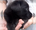 Small Photo #4 Labrador Retriever Puppy For Sale in CARROLLTON, GA, USA