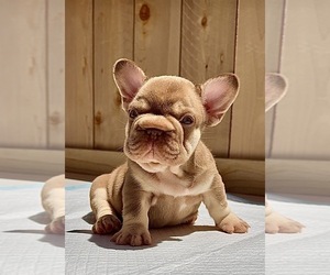 French Bulldog Puppy for sale in SACRAMENTO, CA, USA