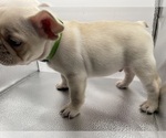 Small Photo #7 French Bulldog Puppy For Sale in CLEARWATER, FL, USA