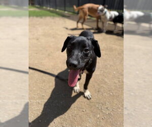 CELESTE - Female Australian Shepherd-Unknown Mix Dog for Adoption - Photo #2