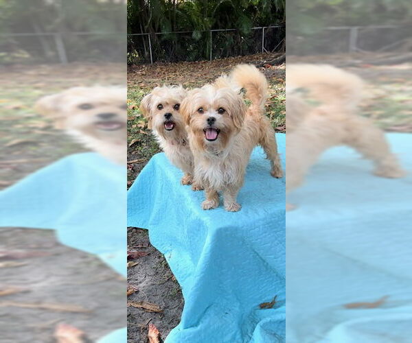 Medium Photo #1 Shih Tzu Puppy For Sale in Weston, FL, USA