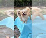 Small Shih Tzu