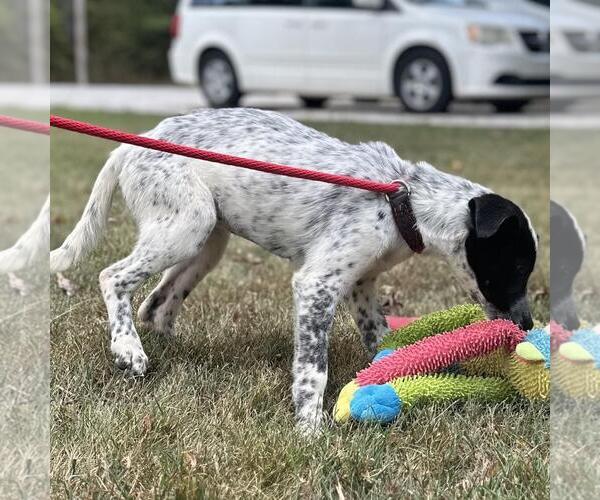 Medium Photo #2 Mutt Puppy For Sale in Yardley, PA, USA