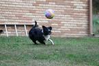 Small Photo #1 Border Collie Puppy For Sale in JACKSON, KY, USA
