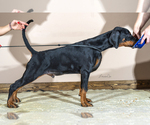 Small Photo #3 Doberman Pinscher Puppy For Sale in Moscow, Moscow, Russia
