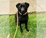 Small #1 Labrador Retriever Mix